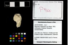 Foto (Objekt + Etikett) von Pithonoton marginatum (von Meyer, 1842)  (NHMW-GEO-2014-0194-0900)